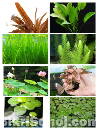 Ornamental Fish and Aquatics plants